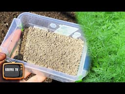 Sow dill like this and quick sprouts are guaranteed! How to get a good dill harvest!