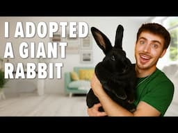 I adopted a FLEMISH GIANT rabbit! 🐰😳😱 Adoption Vlog