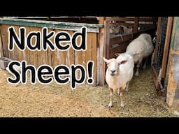 Sheep Shearing, Dwarf Horses and Bird Nest Drama