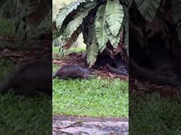Have you heard the sound otters make? #singapore #ottersofinstagram #naturelovers
