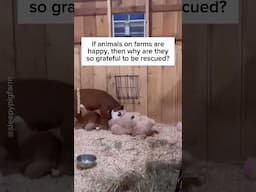 Are animals really happy on farms? 💭