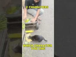 DIFFERENT REACTIONS OF HUMAN FOR CATS #love #viralvideo #animallovers #cat
