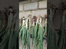 Conservando las cebollas #huerto #jardin #huerta #plantas #huertos #agricultura #cebolla #cebollas #