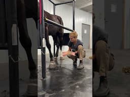 Update on Tarheel’s Irrestible (AKA Footloose) #horseplus #horserescue #update #twh