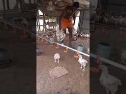 transferring the chicks from the brooder to the grower section