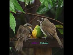 Yellow vented Bulbul with Fledgings  _(SQ)