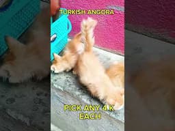 cheapest price Persian cat & turkish ANGORA kittens in Bangalore for sale 2025
