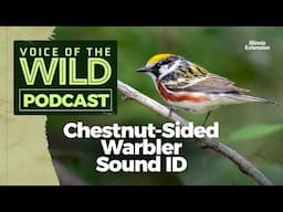 Episode 53: Chestnut-Sided Warbler – Voice of the Wild
