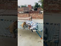 How chandu searching banana funny video #monkey #monkeychallenge #funnyvideo #monkeyclip