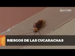 La vida nocturna de las cucarachas: un riesgo en la oscuridad | Salud 180