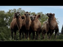 Endangered Species Awareness With The Toronto Zoo