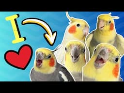 Cockatiels - Top 5 Reasons Why I Love My Cockatiel Flock | BirdNerdSophie AD