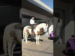 I decided to drive this one today 🐴