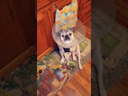 Vet Visit #coneofshame