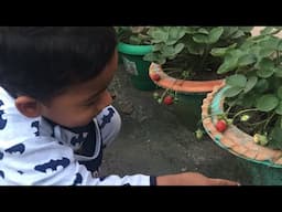 Strawberry DJ in india