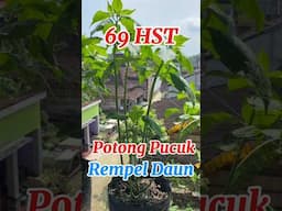Tanam Cabe tanpa Semai di Polybag / how to plant chilies #caberawit #rawitkaliber #cabepolybag