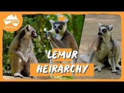 Lemur Morning Routine | Australia Zoo Life
