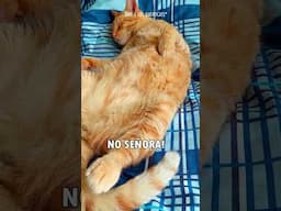 siempre piensan que mi gato esta embarazado! 😹🤣 #gatosdivertidos #humordegatos #chistesmalos