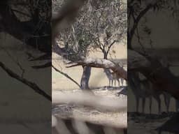 Australian fallow deer
