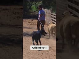 Guard Dog Breeds You NEED To Know!
