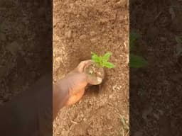 ugu transplant morning