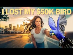 I LOST MY bird! FLY AWAY! He didn't come back!