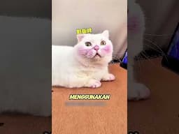 Banyak yg tidak suka dengan kucing putih ini🥶😅🥰💯