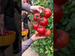 Exotic Fresh Tomatoes Harvesting 🍎#satisfying #shorts #nature