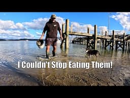 Searching For FREE OYSTERS by Oyster Farm - Raw Taste Test