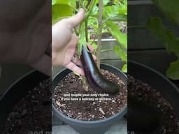 How to start your own fruit and vegetable garden