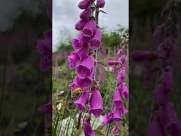 Sleeping in a foxglove forest - Vanlife Wales
