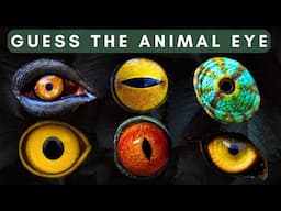 QUIZ - Can You Guess The Animal Based Only On Its Eye?