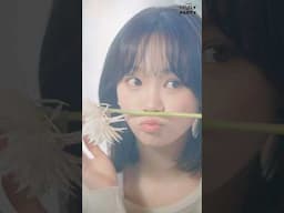 [#The_3rd_FIMILY_Party] Blooming Hearts: 피어나는 사랑 Visual Clip #KIMCHAEWON #LE_SSERAFIM3rdAnniversary