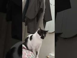 Makhi Pakarny ki Naqaam Koshish #shorts #shortfeed #catvideos #funnyvideos #funny #carmemes #foryou