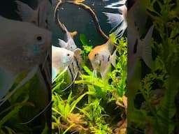 Fair to say these guys & gals are loving Angel Island 2.0👌🏻🌱 #angelfish #plantedtank #nature