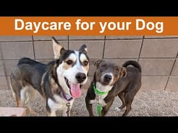Video for Dogs: 8.5 Hours