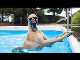 These Dogs Living Their Best Summer Dreams 🤣 Funniest Dogs Playing with Water