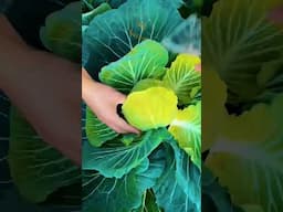 Cabbage Picking is so Satisfying 😍#shortsfeed #shorts #viralshorts