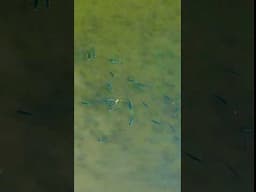 Bluefish are here! #fishing #flyfishing #newyork