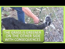 THE GRASS IS GREENER ON THE OTHER SIDEWITH CONSEQUENCES