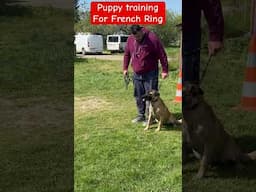 Puppy training for French ring #malinois