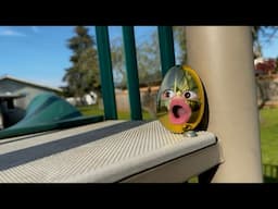 Life of An Easter egg (Pt 2)