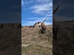 Maligator stampede !