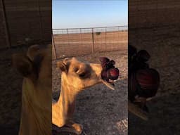 They blindfolded a camel—and what happened next is pure magic! #shorts #trending #viralvideo