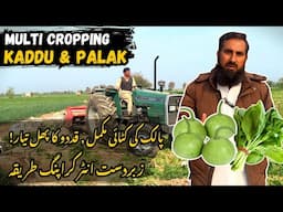 Palak Ki Katai Ho Gayi | Kaddu Ka Phal Aa Gaya | Multi Cropping | Behtareen Intercropping Guide
