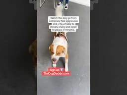 Getting A Dog From Untouchable To Lovable In Minutes.