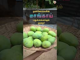 🥭 முன்னோர்களின் மாங்காய் பழுக்கவைக்கும் நுட்பம் 🌳 MudPot Channel
