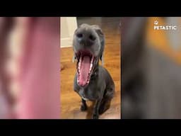 Try Not to Laugh Part # 1| Funniest Pet Moments Caught on Camera 😂