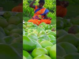 என்னது நூறு கிலோ மாங்காய் ஆ ?