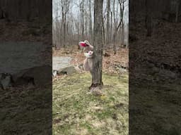 Easter bunny ALMOST escaped.. 😬